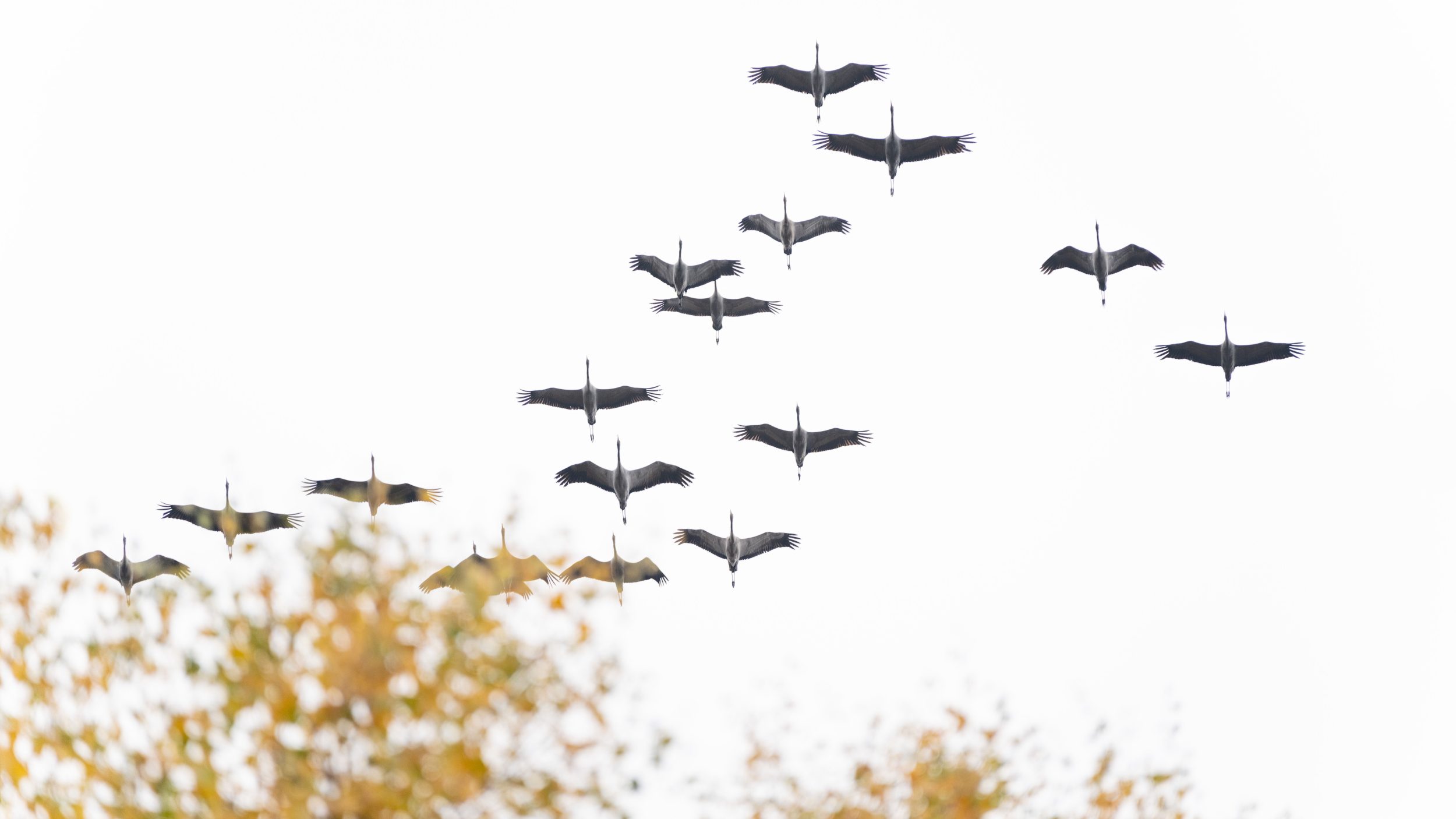 Kranich (Grus grus) ziehen Richtung Süden