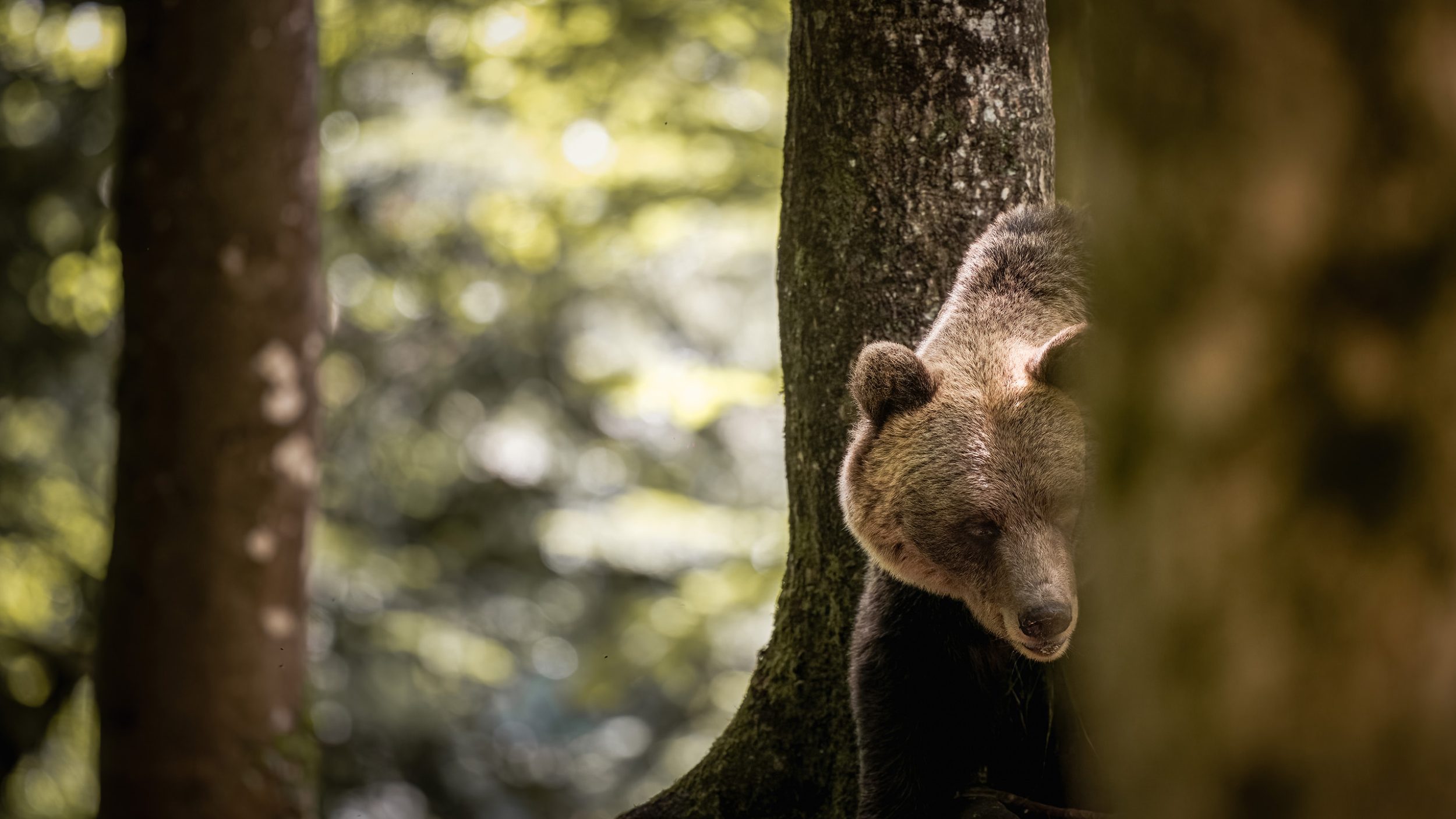 Braunbär (Ursus arctos) im Slowenischen Bergwald